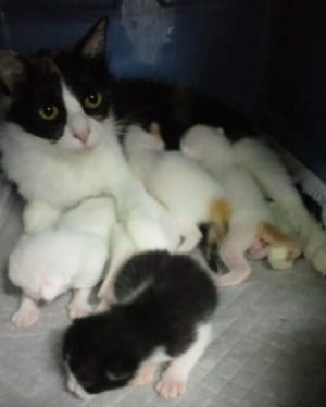 宮城から引き取った猫が出産した様子