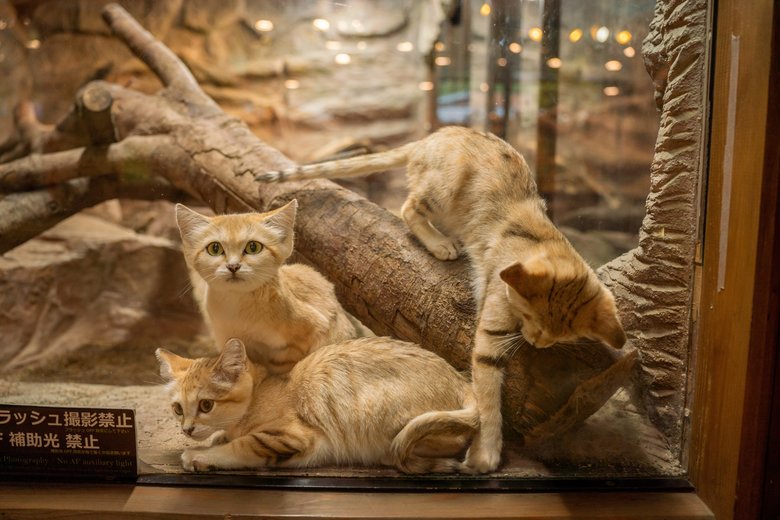 スナネコが大集合！砂漠の砂に溶け込む金色の毛色が美しい！