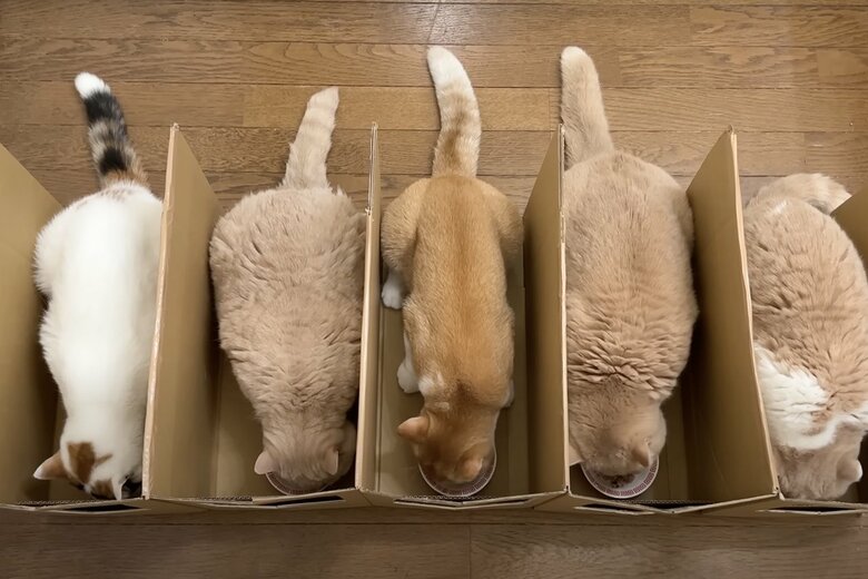 「一蘭」方式の餌置き場を作ったら、奪い合いがなくなったそう！