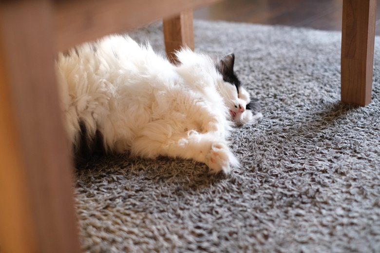 【ダニの多い場所3】床面のカーペットは毛足や裏側にもダニが潜みやすい