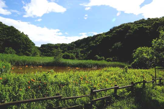 親子連れも歩きやすい大谷戸湿地エリア