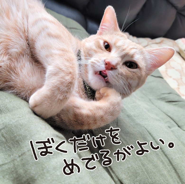 ビビりで甘えん坊な内弁慶だという麦さん