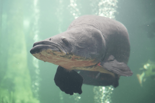 アマゾン川に生息するピラルクー。なかがわ水遊園には、体長2.5mを超す個体も。