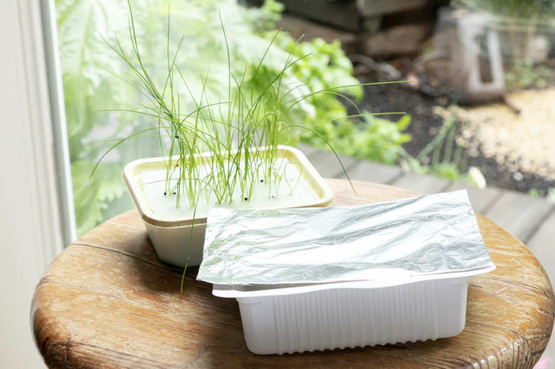 嫌光性種子の育て方