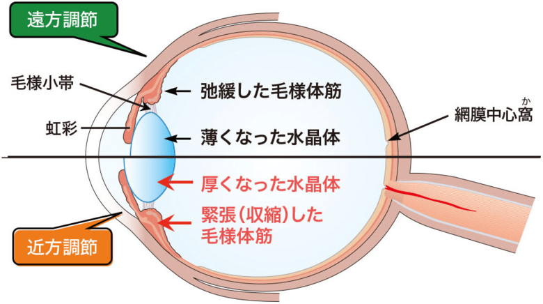引用：Santen「目のピント調節のしくみ」