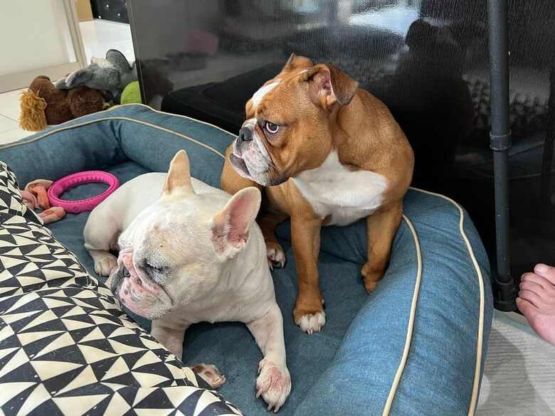 愛犬家の蝶野さんの家族、フレンチブルドッグのブルースくん、イングリッシュブルドッグのシャーロッテちゃん