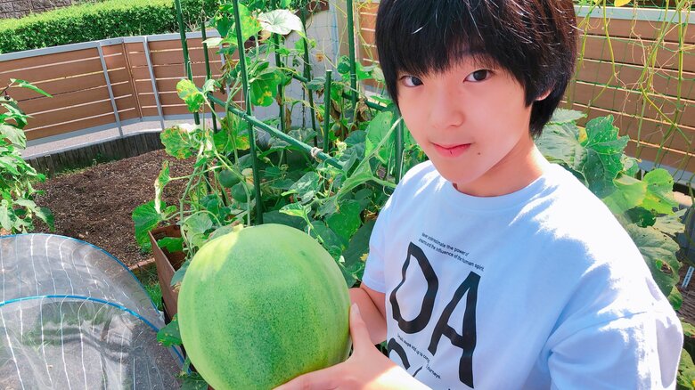 13歳4か月。メロン収穫