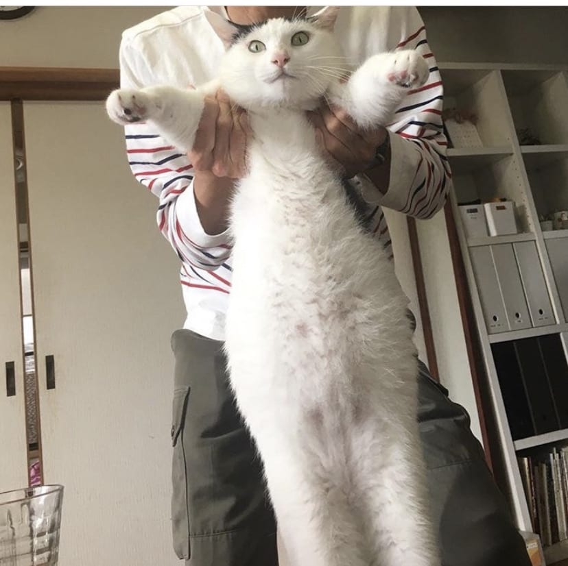 まきりえこさんの飼い猫