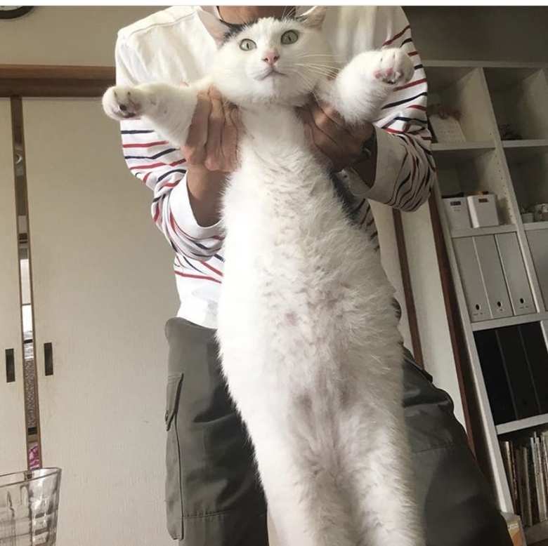 いつもまきさんを癒やしてくれるという飼い猫のカツオ。ちょっとやそっとのことでは動じない性格が性に合っているとか