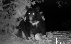 「山にクマがいない可能性も」40歳女性マタギ「危険だから駆除せざるを得ないけど」山と町の境界の大切さを語る