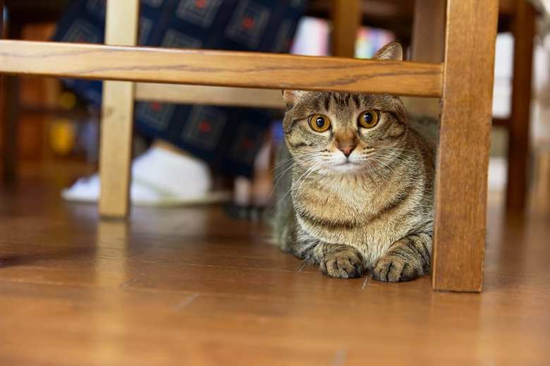 顔出しNGの甘木さん。猫ちゃんが被写体として大活躍してくれました！