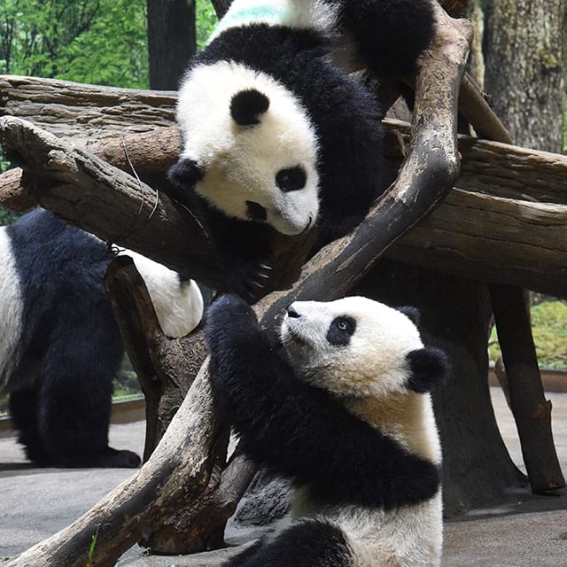 木登りをする生後272日の双子のシャオシャオ（上）とレイレイ（下）2022年3月22日撮影