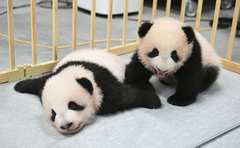 抽選倍率24倍も 気になる上野動物園の双子パンダの成長ぶりは？園長に聞く