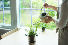 はじめてガーデニングに挑戦するなら〇〇草が正解！