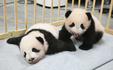 抽選倍率24倍も 気になる上野動物園の双子パンダの成長ぶりは？園長に聞く