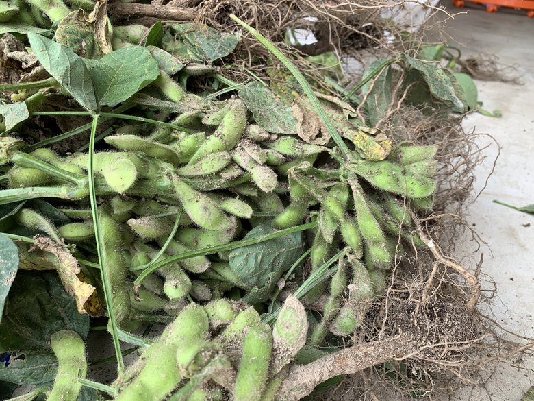 地元の方からいただいた「はじき（規格外）豆」。お子さんたちと一緒に土を落とし、もいで、茹でて食べたそう