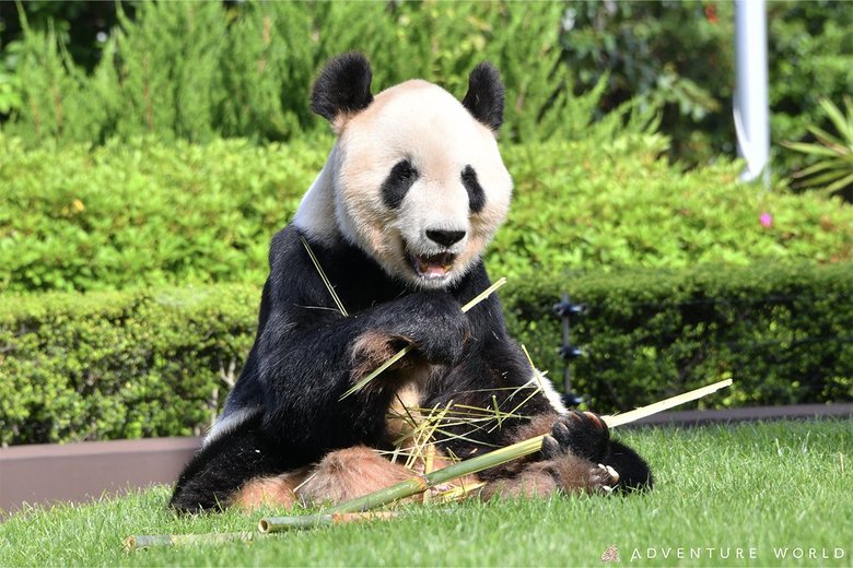 穏やかで優しい子だくさんパパ・永明