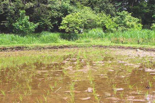 田植え直後の水田にはたくさんの生き物が！