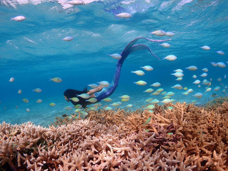 海の中を華麗に泳ぐマーメイドパフォーマーのももさん