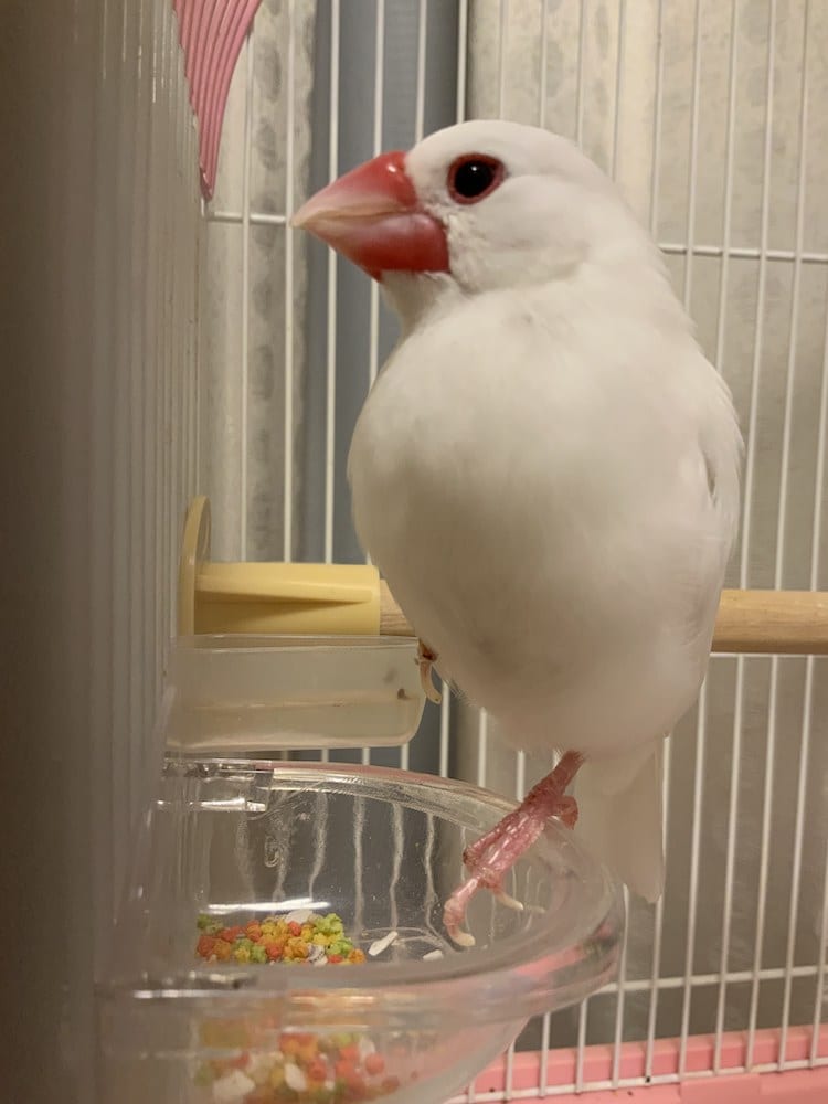 鳥に囲まれて暮らすのが夢なのだそう