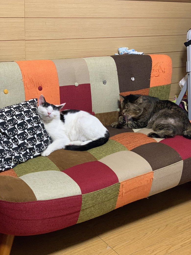 幼いころからたくさんの猫に囲まれて育った