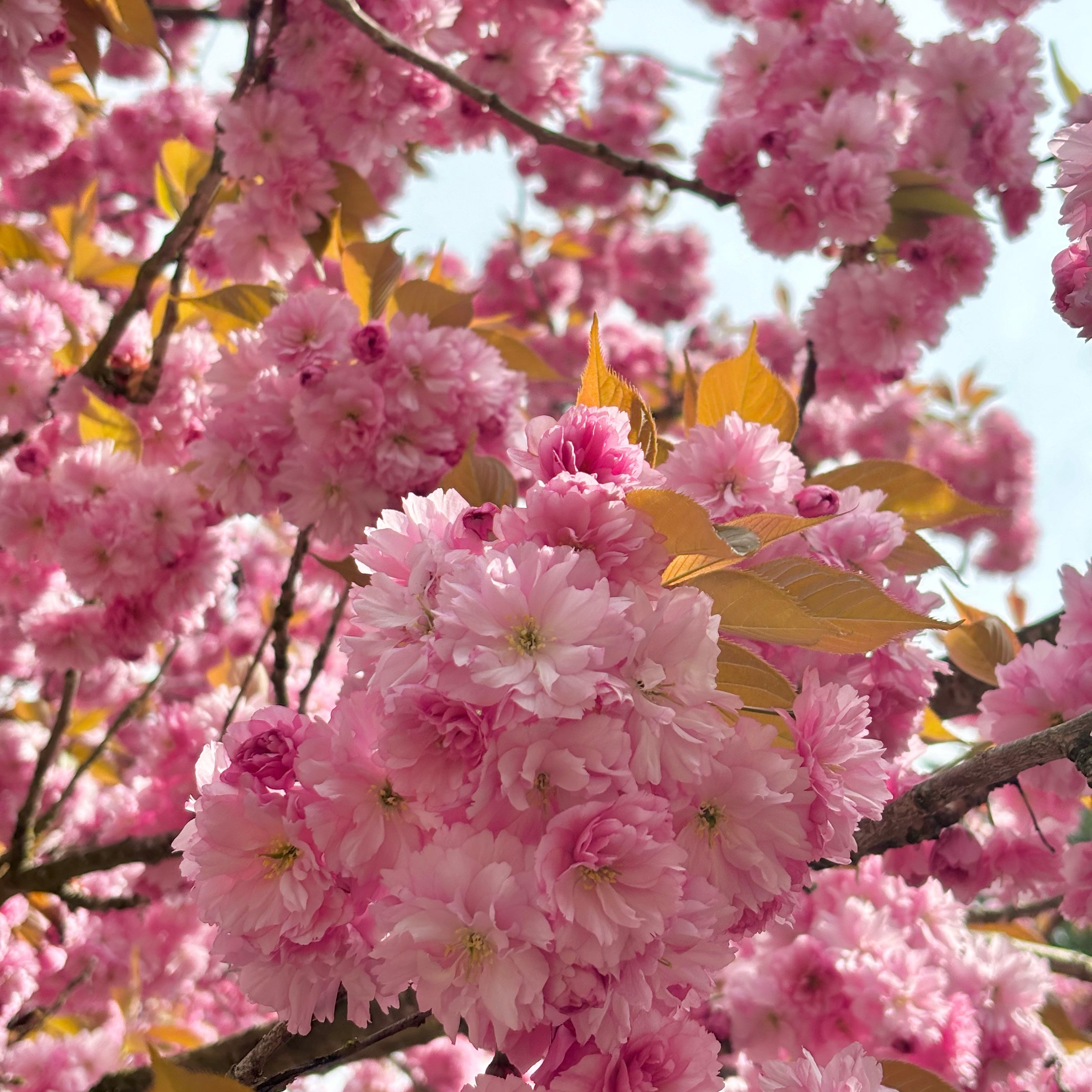 カナダの八重桜