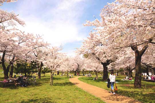 春にはソメイヨシノ、ヤマザクラなどが園内を彩る
