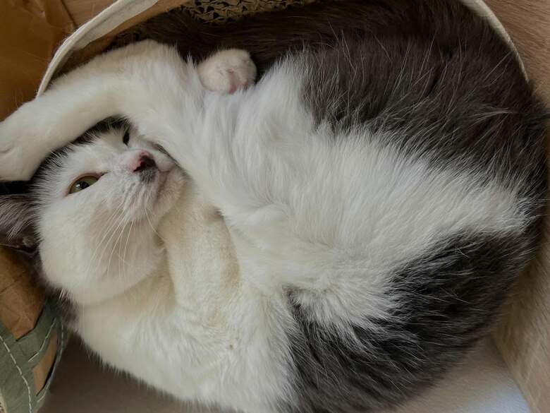 くるりと丸まり、くつろぐ風神ちゃん
