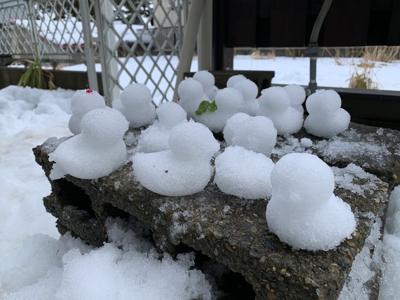 冬は裏庭で雪遊び。写真は、親戚からもらったアヒル製造機のおもちゃでつくった雪のアヒルたち