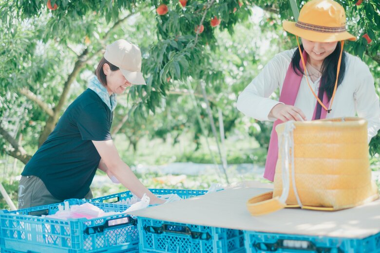 果樹園で桃の収穫をする小林さん（写真右）