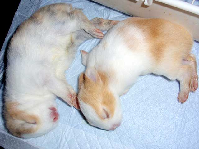 三上先生が飼っているシロちゃんクロちゃん