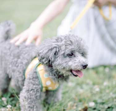 話題の「ペットカード」って？「飼い主全員に広まって欲しい」