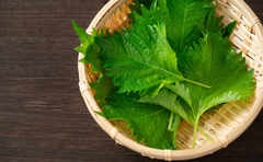 食べれば紫外線対策にも!?「大葉」の健康効果が凄いらしい