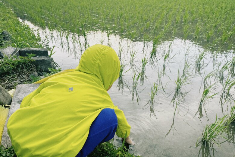 田んぼでカエルをとる息子さん