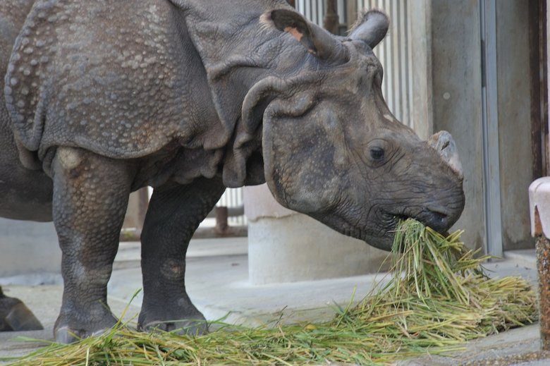 ▲東山動物園のインドサイ（写真提供：今泉忠明先生）