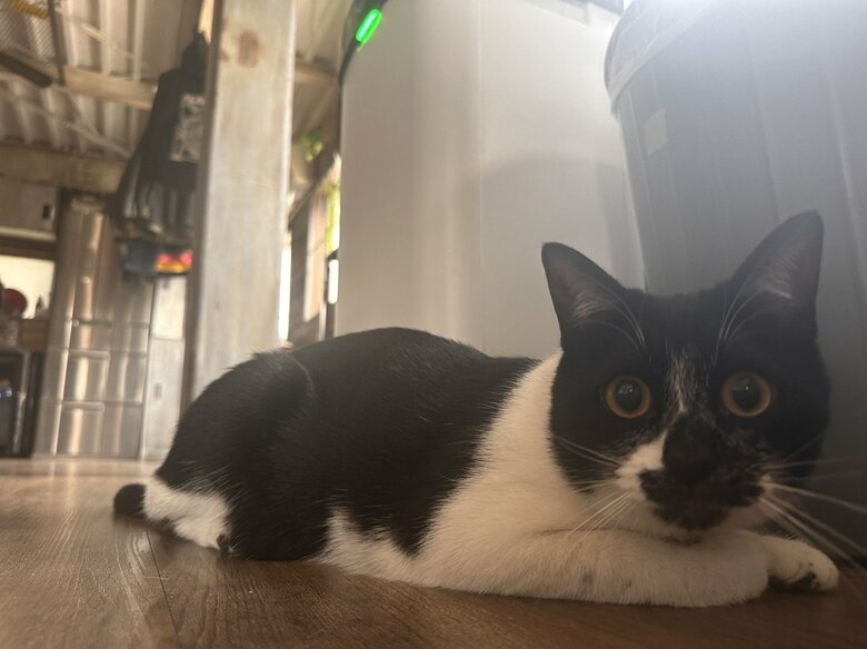 昨年末に引き取った保護猫のあっちゃん