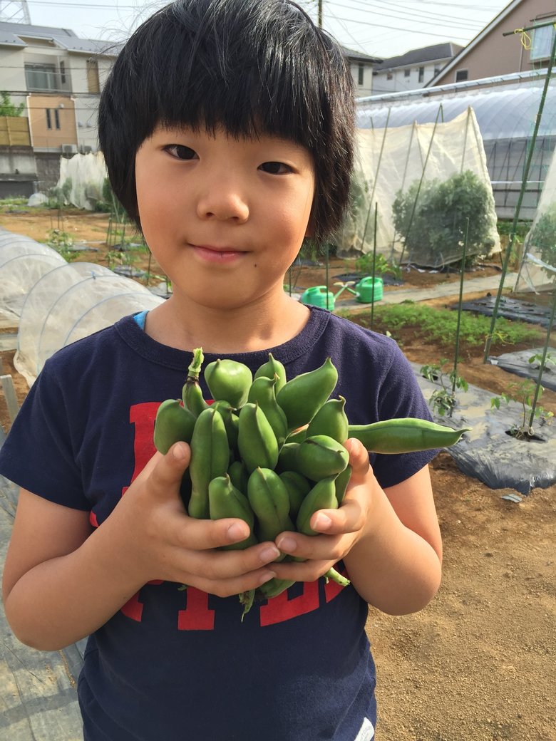 8歳2ヶ月。そら豆を収穫