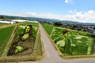 村民悲願の「モナリザ」再挑戦！田舎館村の田んぼアート19年前の失敗