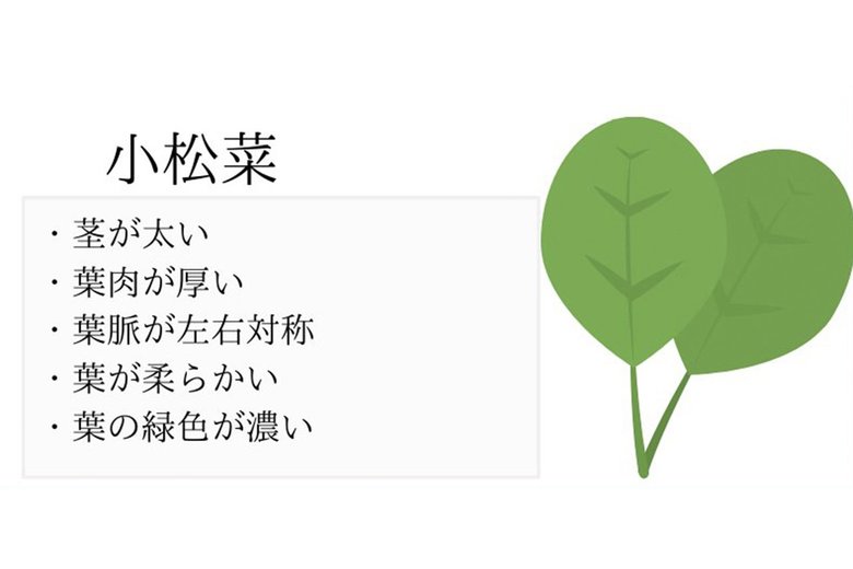 おいしい小松菜の見分け方