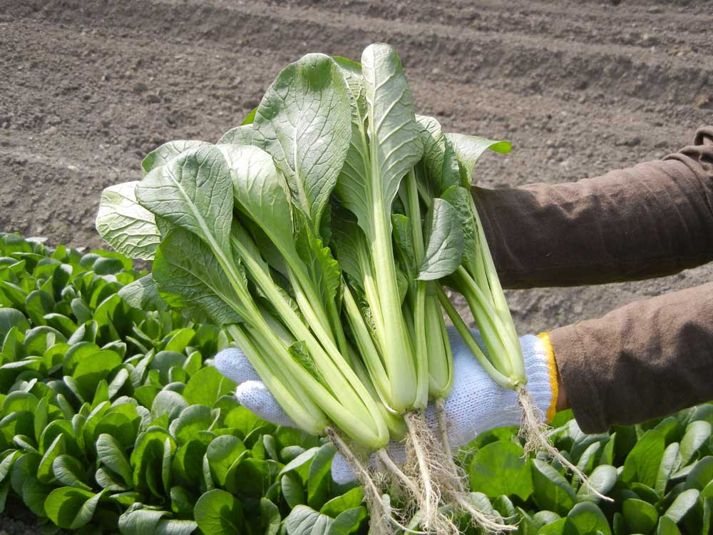 Japanese mustard spinach
