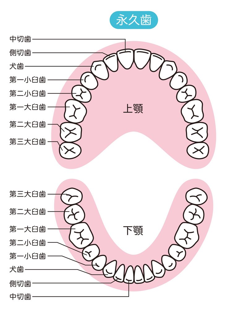 永久歯の先天性欠如は「中央から5番目の歯（左右の第二小臼歯）」と「中央から2番目（左右の側切歯）」によく見られ、下あごに多い