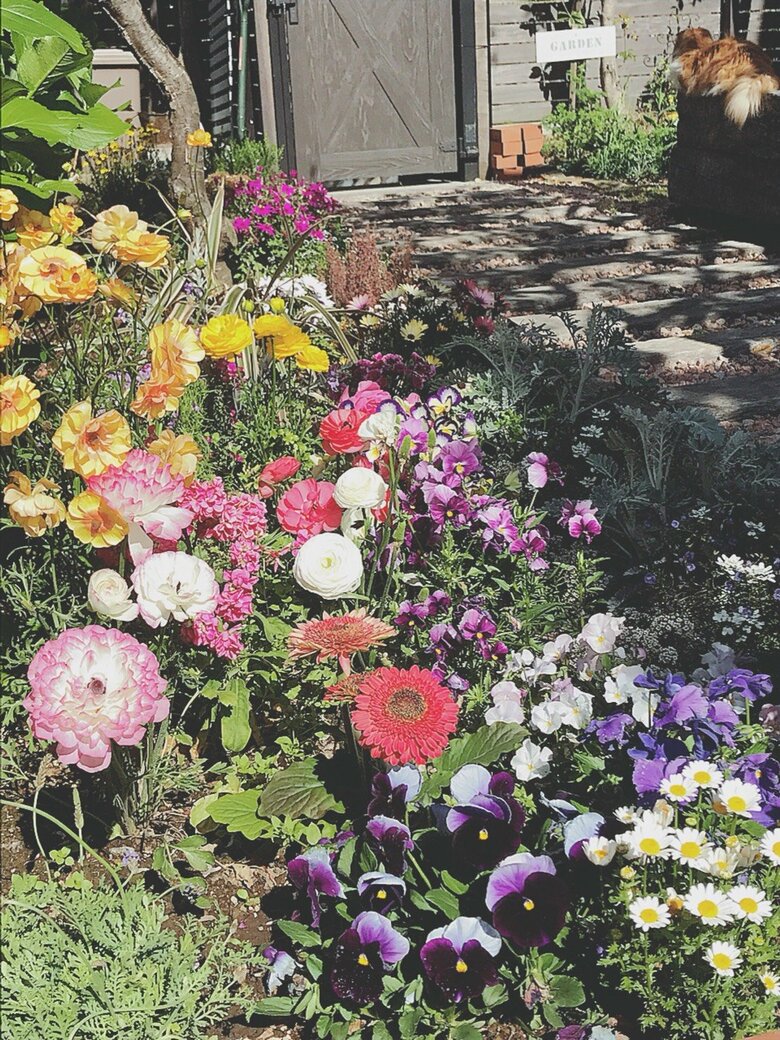 自宅のお庭は色とりどりの花がたくさん！