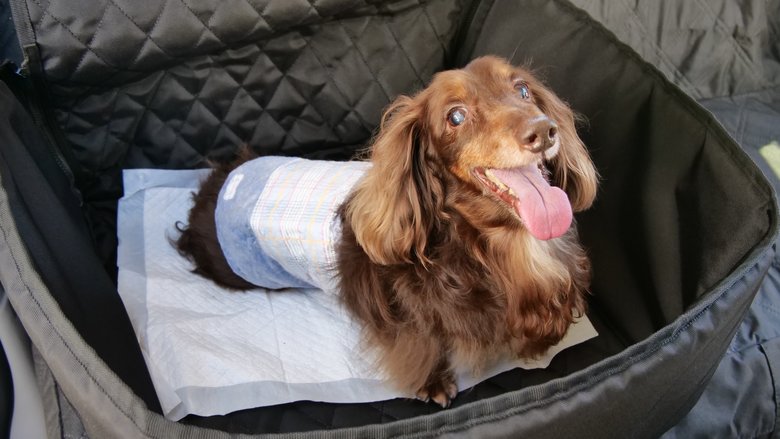 ペットシーツも準備されているので安心