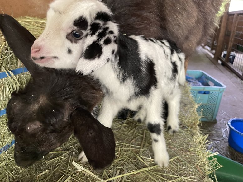 むつざわヤギ牧場の子ヤギ