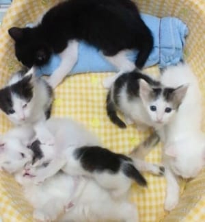 震災後、杉本彩さんが宮城県の施設から引き取った猫の子どもたち