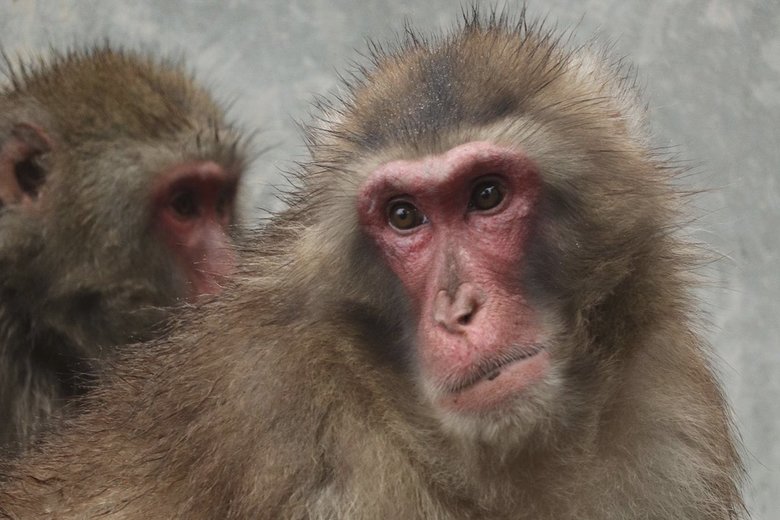 園長の推しはイケメンのハク。とても優しい