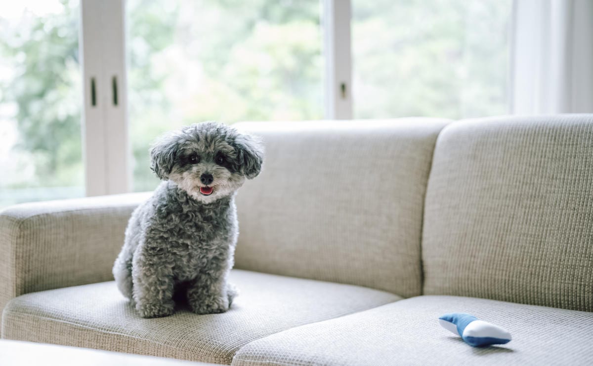 年人気犬種ランキング大発表 1位は被毛が抜けにくい Chanto Web