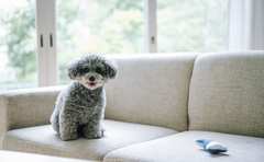 2020年人気犬種ランキング大発表「1位は被毛が抜けにくい…」