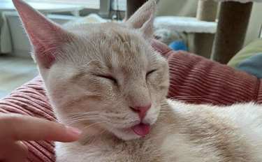 虐待された保護猫「ホープくん」沖縄の児童が救った命のその後