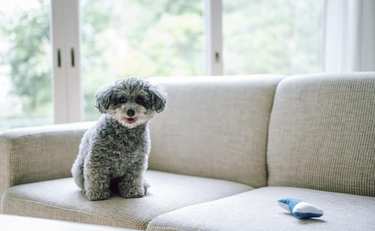 2020年人気犬種ランキング大発表「1位は被毛が抜けにくい…」